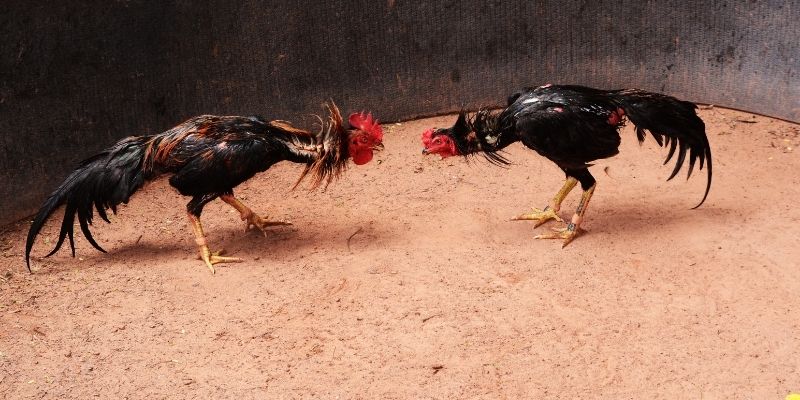 Tổng hợp các loại hình được áp dụng tại sảnh game