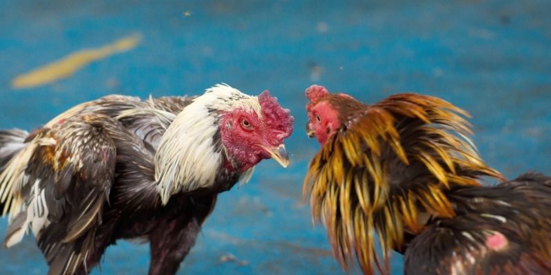 Sơ lược thông tin chính về đá gà W188