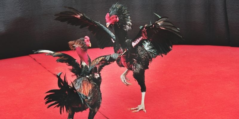 Lý do hội viên nên cược đá gà WS168