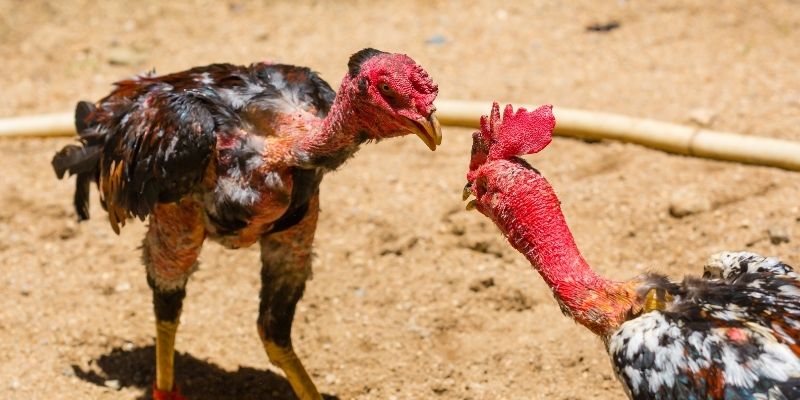 Bí kíp chơi đá gà W188 cực hay dành cho bạn