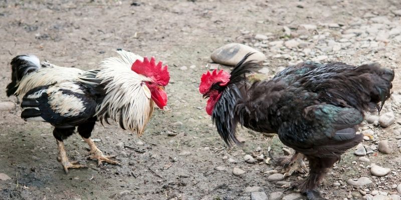 Giới thiệu đá gà WS168